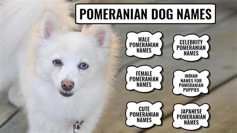 110+ Best Pomeranian Dog Names With Meanings - Petmoo