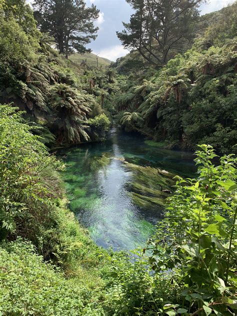 Fantastic walk along Blue Springs in Putaruru, New Zealand [1125×2436] – Wallpaperable