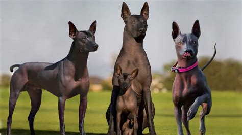 Are There Hairless Dog Breeds