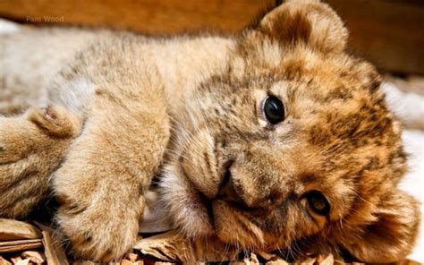 1920x1056px Cute Lion Cubs Wallpaper - WallpaperSafari