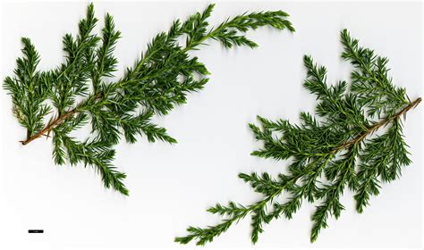 Family: Cupressaceae - Genus: Juniperus - Taxon: bermudiana (High ...