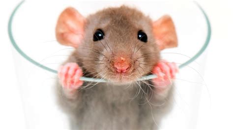 Rat Vs Mouse - What's the Difference? - Rat Behavior