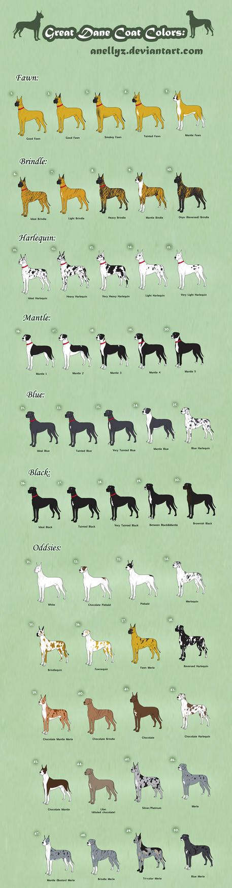 Great Dane Coat Colors - Adoptables (closed) by Anellyz on DeviantArt