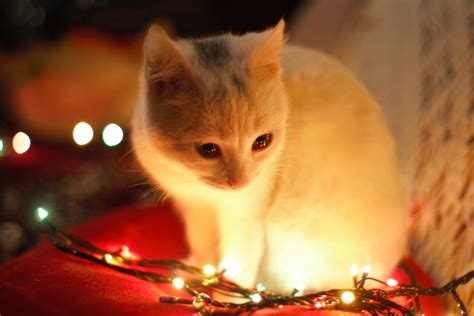 White Cat Near Christmas Lights Pictures, Photos, and Images for ...