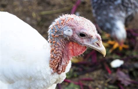 White turkey stock photo. Image of proud, feathers, food - 60754892