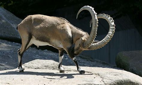 Ibex conservation in Chitral under threat - Pakistan - DAWN.COM