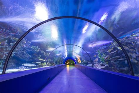 Dubai plans face-scanning virtual aquarium tunnel at airport