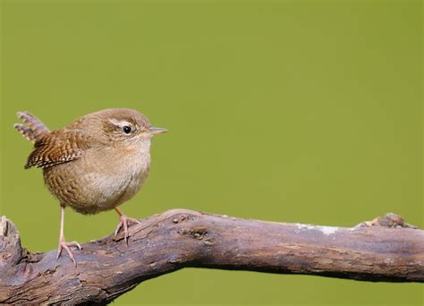 Wren named the UK's most common bird - but how many are there? - The ...