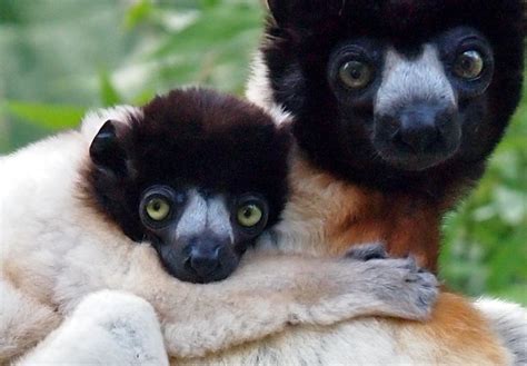 Lemur Facts - Animal Facts Encyclopedia