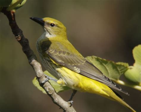 golden oriole female | Golden oriole, Hobby bird, Bird