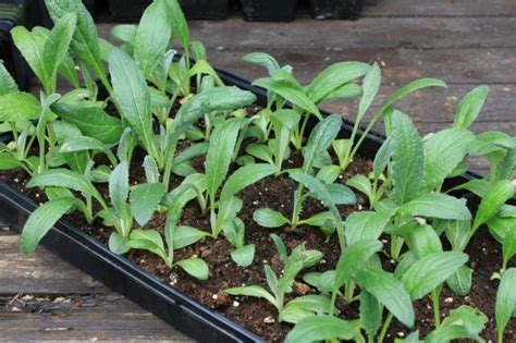 Mavis Garden Blog - Repotting Artichoke Seedlings - One Hundred Dollars ...