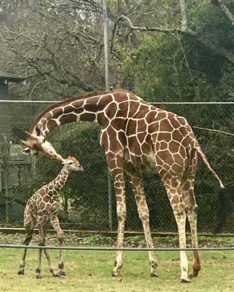 What to See at the Baton Rouge Zoo - ZuzuForKids