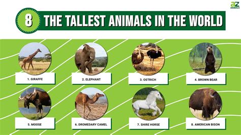 The 8 Tallest Animals in the World - A-Z Animals