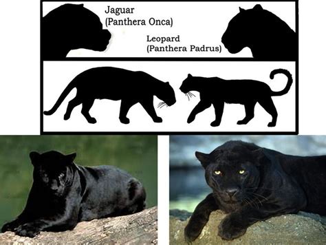 The ehow title "Jaguar and Panther Differences" is incorrect. The ...