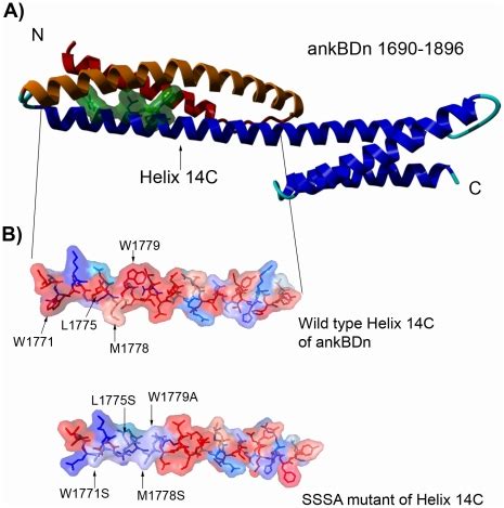 A) Ankyrin-binding domain, with residues W1771, L1775, M1778, W1779... | Download Scientific Diagram