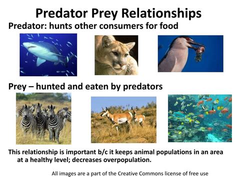 PPT - Predator Prey Relationships PowerPoint Presentation, free download - ID:2597561