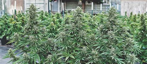 Top 5 Low-THC Strains by Royal Queen Seeds - RQS Blog