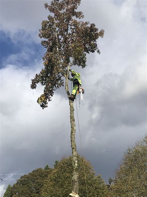 Tree Removal by Tree Masters Tree Service Portland, Oregon