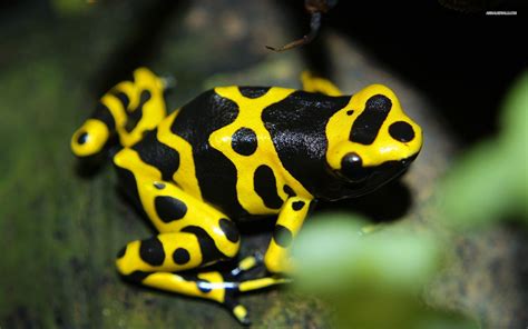 «salamandra» HD wallpapers