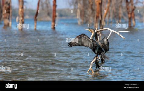 A bird in Lake Naivasha, Kenya Stock Photo - Alamy