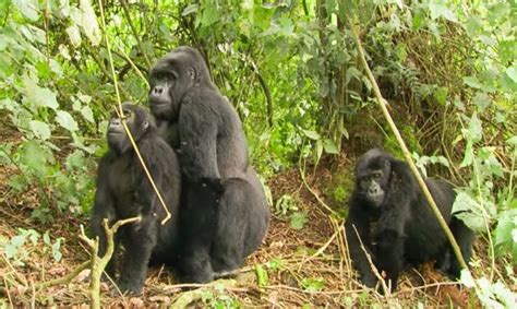 Gorilla Mating | Mountain Gorilla | BBC