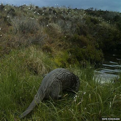 Bog life: Animals photographed on RSPB reserve - BBC News