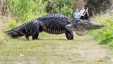 Giant alligator caught on camera is a real deal | Amazing - Geo.tv