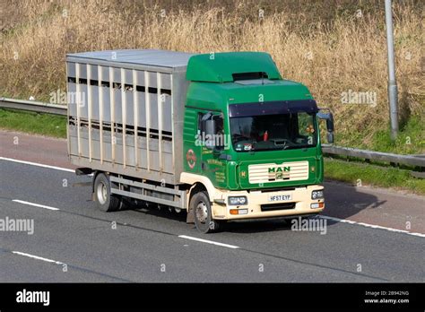 Livestock Haulage delivery trucks, lorry, transportation, truck, cargo carrier, MAN vehicle ...