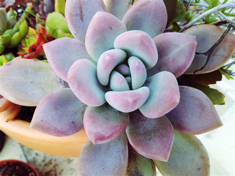 Purple Succulents: Vibrant Violets That Make Any Arrangement Pop