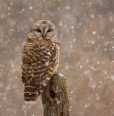 Every Picture Tells a Story: Owls struggling to survive this winter....