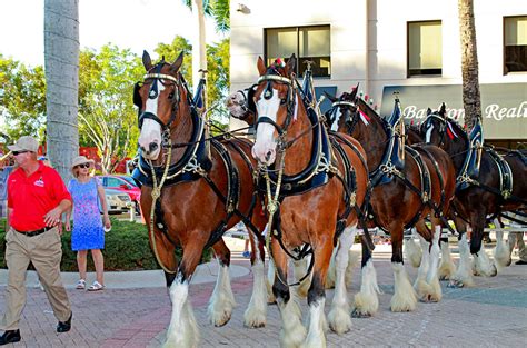 Budweiser Clydesdales | Suncoast Beverage Sales