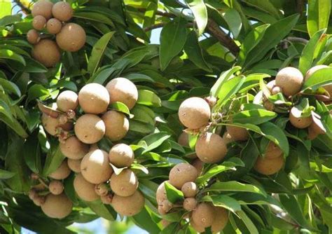 Growing Sapodilla (Sapota) For Beginners | Asia Farming