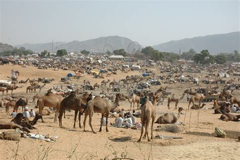 Join the Pushkar Camel Fair 2016!