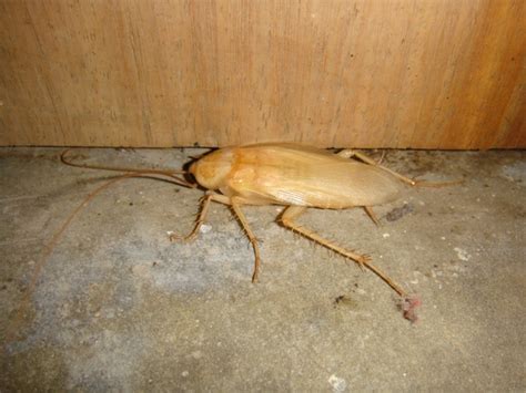 white cockroach | OCD: Prevention Tips (Bugs) | Pinterest