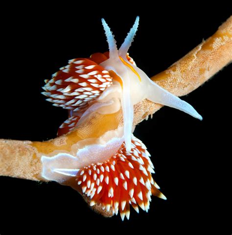 55 of the Most Colorful Sea Slugs in the World | Color Meanings