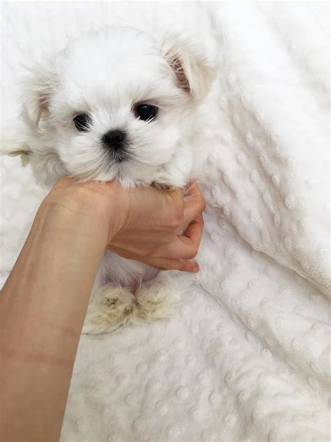 Teacup Maltese Puppy for sale! | iHeartTeacups