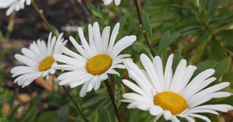 Featured Plant: Montauk Daisy - Cole Gardens