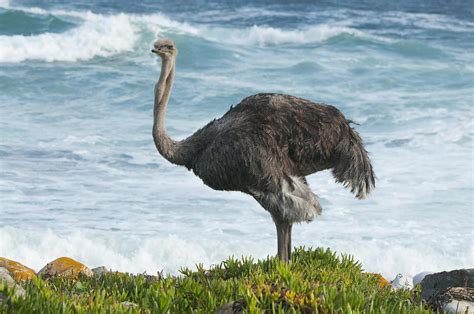 Ostrich Female South Africa Photograph by Kevin Schafer