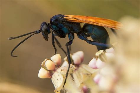 Tarantula Hawk Sting Pain - What To Do If You Get Stung? - What's That Bug?