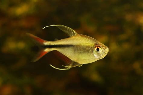 Phoenix Tetra Care: Diet, Lifespan, Size, Breeding & More - Fish Laboratory