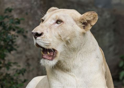 Pin on Lions