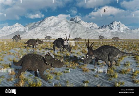 A Mixed Herd Of Styracosaurus & Centrosaurs Dinosaurs Stock Photo - Alamy