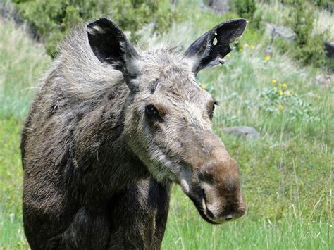 Climate change is ruining moose’s lives and then killing them | Grist