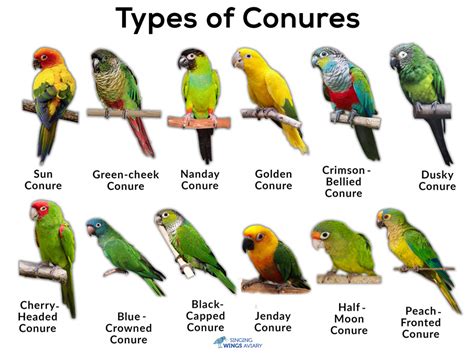 Conures: List of Types, Facts, Care as Pets, & Pictures