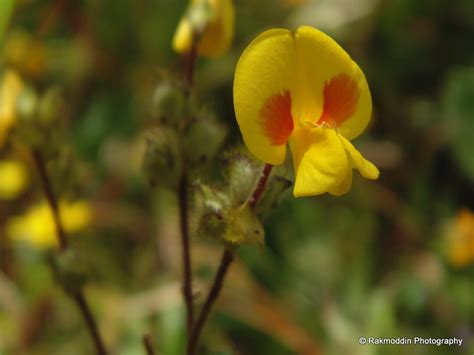 Kas Pathar - Flowers valley in Maharashtra - Rakmoddin's Travel Blog