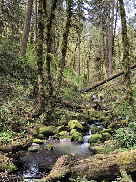 Hiking through Forest park in Portland, Oregon. : r/hiking