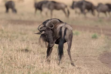 Kenya wildebeest Stock Photos, Royalty Free Kenya wildebeest Images | Depositphotos