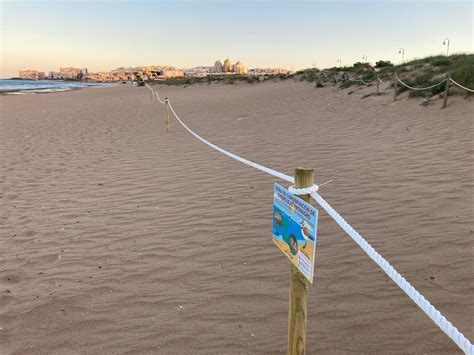 Extra protection for Kentish Plover on Torrevieja beaches - The Leader