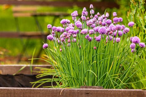 Chives plant care: pruning, watering & more - Plantura