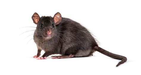 What Diseases Do Rats Carry That Affect Dogs